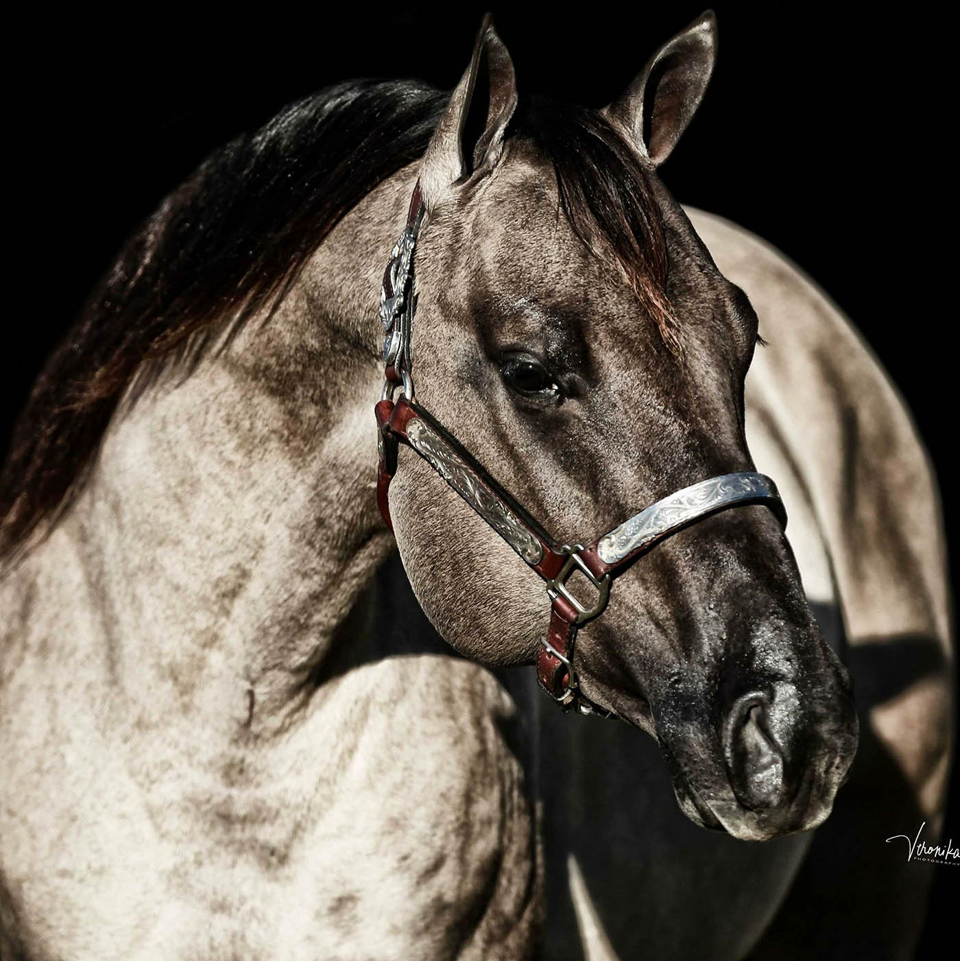 All Dun In Silver - American Quarter Horse Stallion